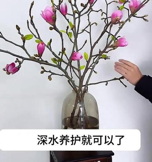 如何进行水培一叶兰？水培一叶兰有哪些要点？