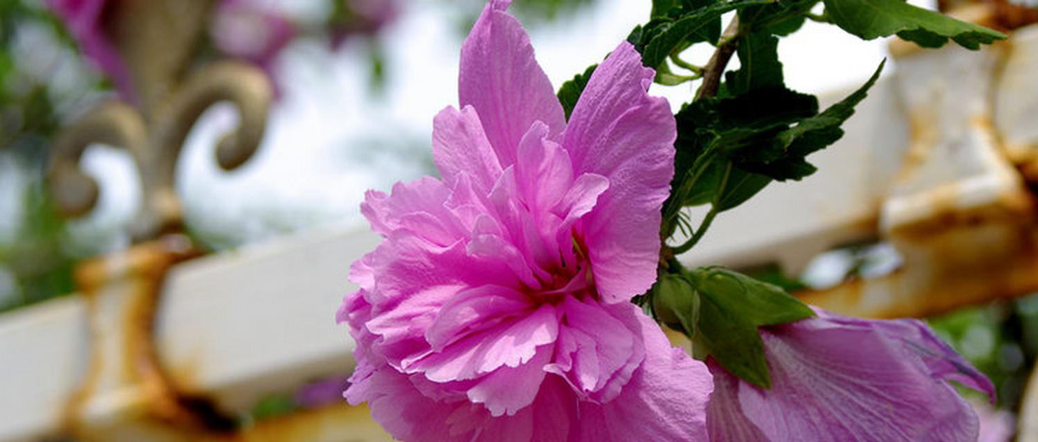 木槿花是否适合在家里养护？木槿花有哪些特性？
