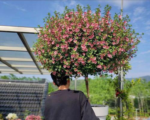 木槿花是否适合在家里养护？木槿花有哪些特性？