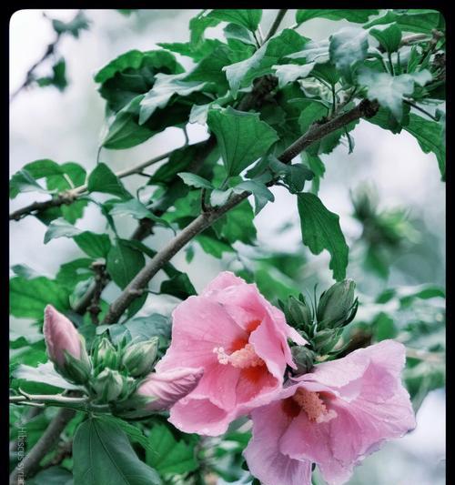 木槿花是否适合在家里养护？木槿花有哪些特性？