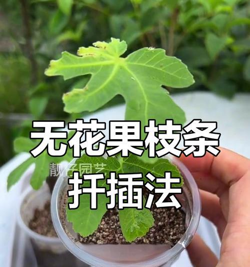 无花果种植有哪些关键点？如何进行土壤、插条与管理？