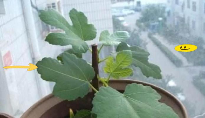 无花果种植有哪些关键点？如何进行土壤、插条与管理？