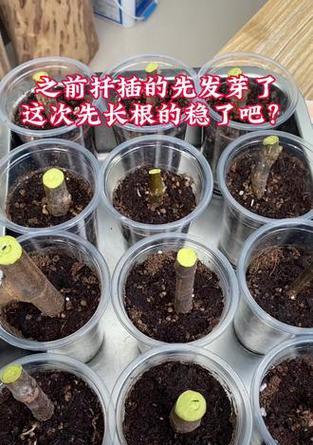 无花果种植有哪些关键点？如何进行土壤、插条与管理？