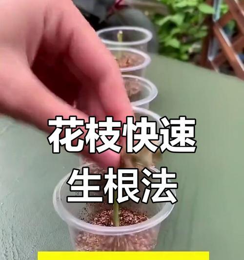 花卉扦插生根有哪些最佳方法？