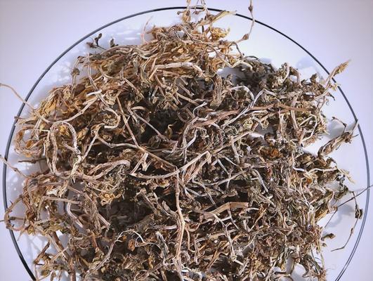 垂盆草有哪些特性？为何易养且可食用？