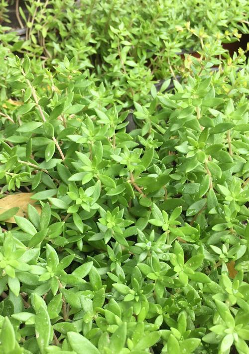 垂盆草有哪些特性？为何易养且可食用？