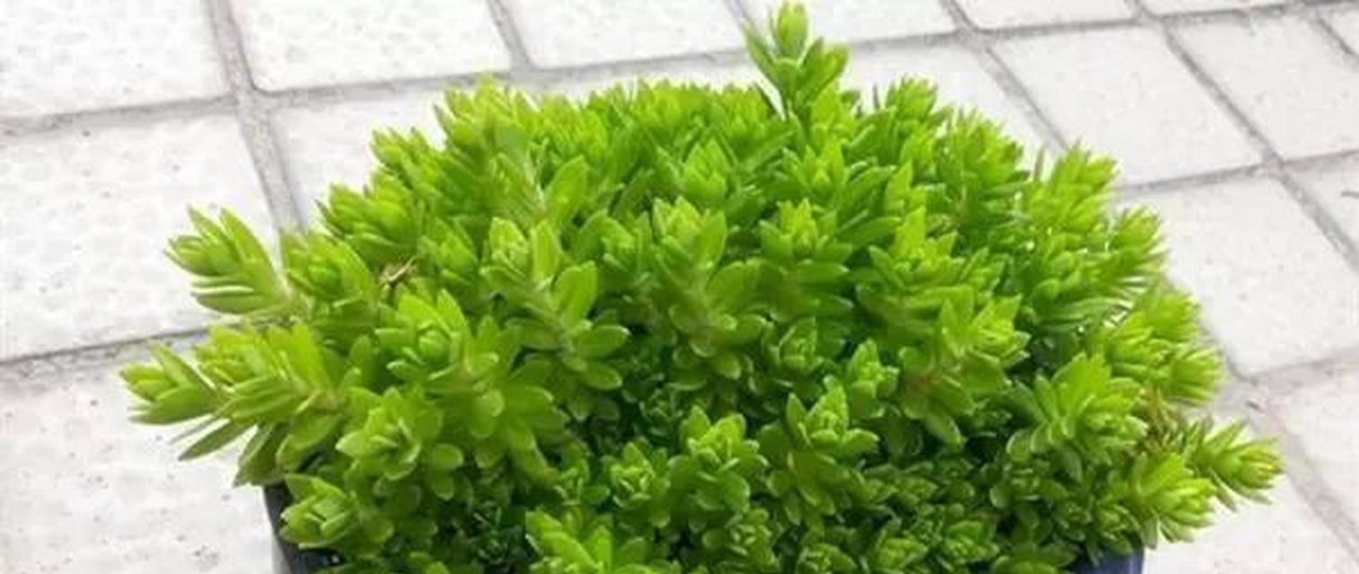 垂盆草有哪些特性？为何易养且可食用？