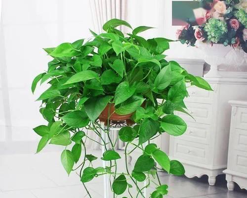 养花选盆有哪些关键点？4种花卉为何用小盆养会有意想不到的收获？