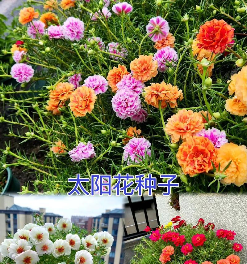 太阳花盛开季有哪些养护技巧？如何晒出壮观花海？