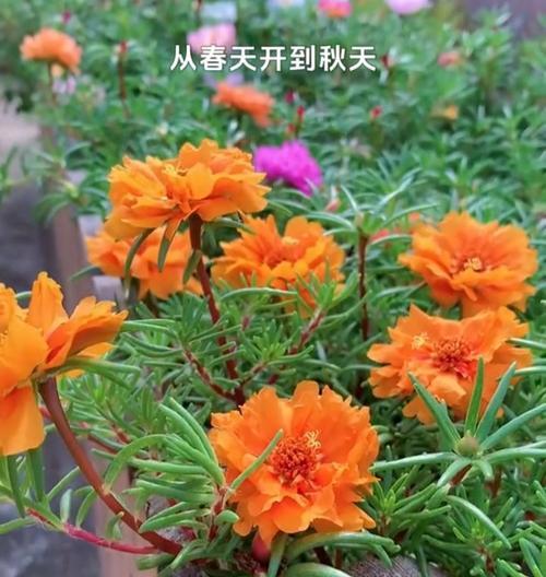 太阳花盛开季有哪些养护技巧？如何晒出壮观花海？