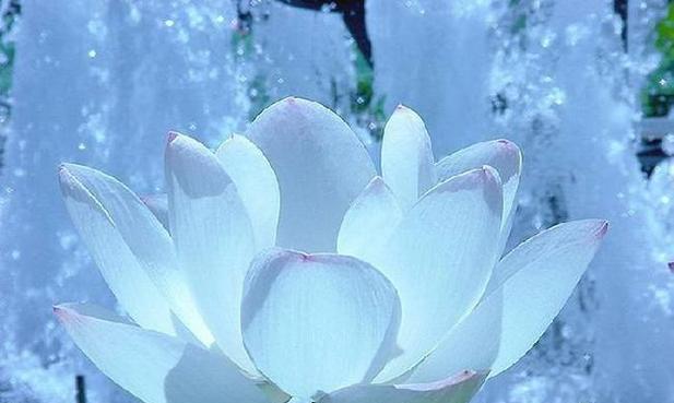 籽播雪莲发芽成长有哪些记录？养护雪莲有哪些心得？