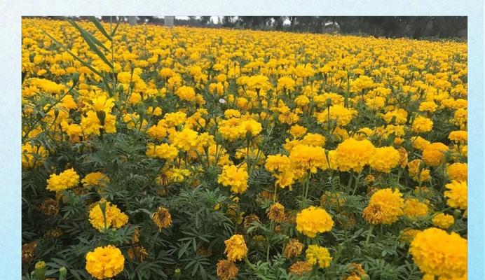 如何全面掌握万寿菊的种植管理技术？从育苗到采收有哪些要点？