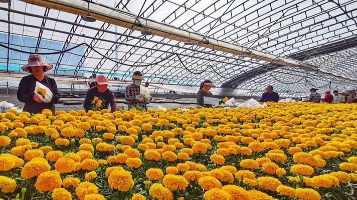 如何全面掌握万寿菊的种植管理技术？从育苗到采收有哪些要点？