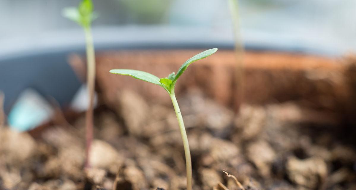 如何全面掌握万寿菊的种植管理技术？从育苗到采收有哪些要点？