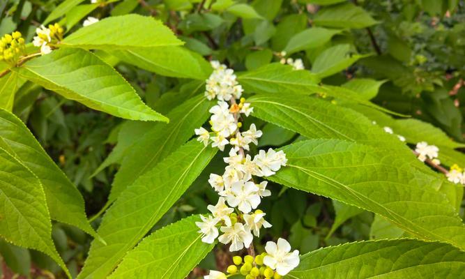 云南极小种群保护野生植物有哪些物种？