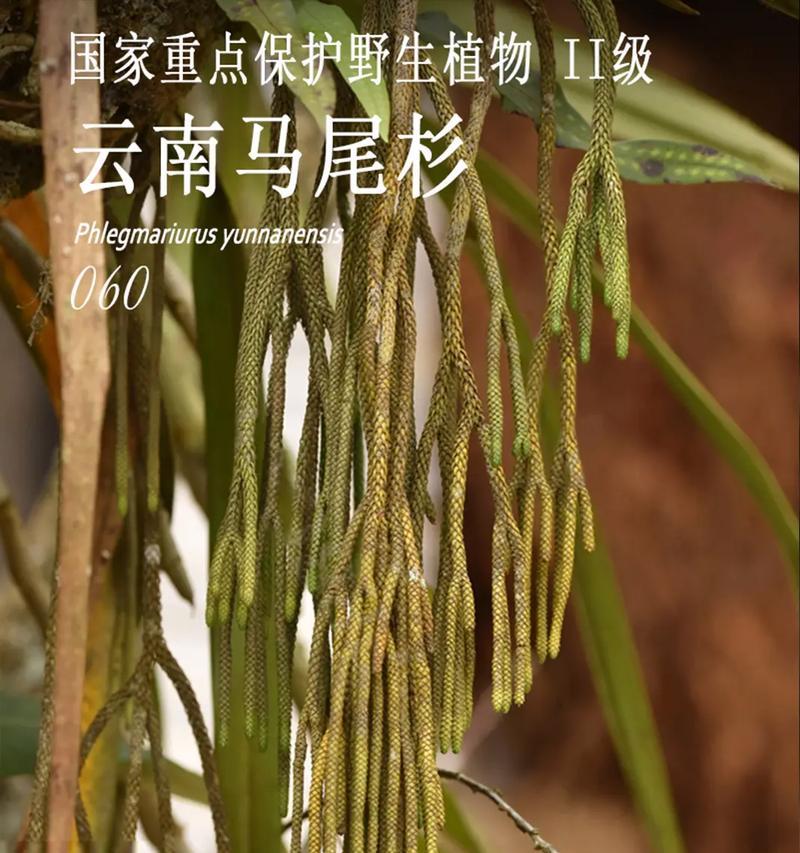 云南极小种群保护野生植物有哪些物种？
