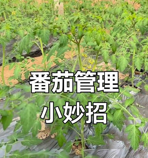 种植全程指南如何科学管理提高产量？