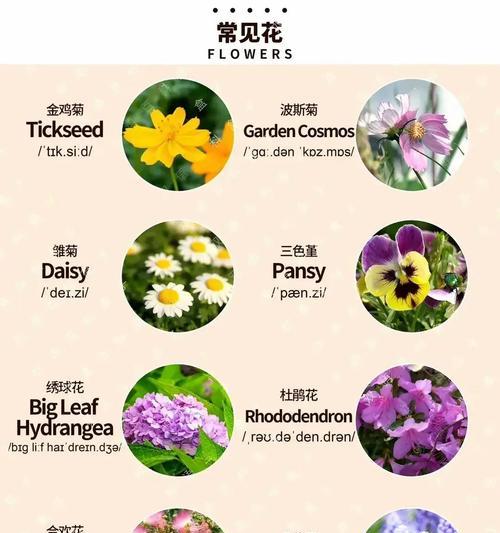 如何捕捉八角金盘四季的美态和情感？