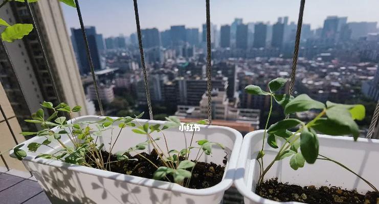 酢浆草成长记录有哪些关键步骤？