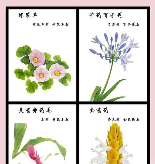 酢浆草成长记录有哪些关键步骤？