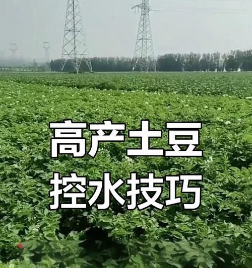 土豆高产种植秘诀是什么？
