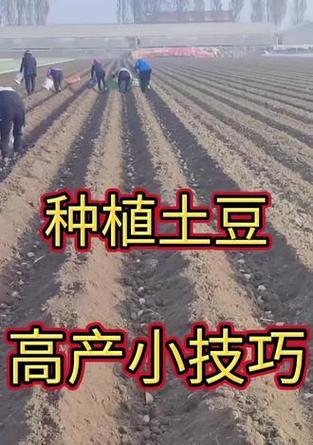 土豆高产种植秘诀是什么？