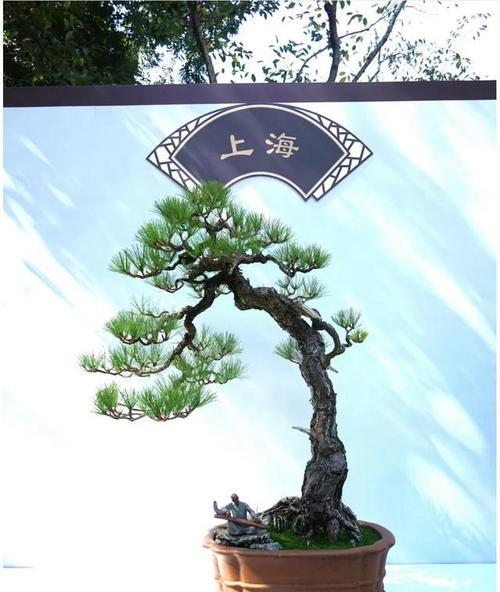 悬崖型苏格兰松树盆景制作方法是什么？