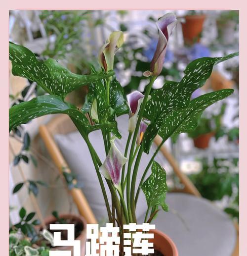 进口马蹄莲养殖有哪些方法？
