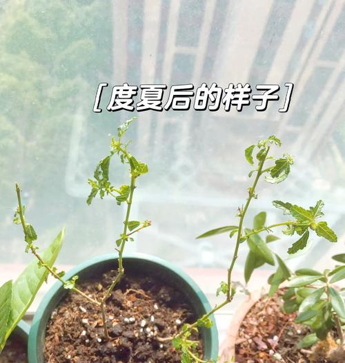 木槿花养殖秘籍有哪些？