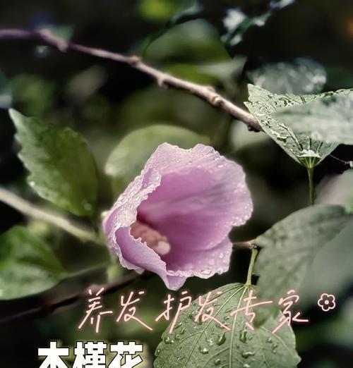 木槿花养殖秘籍有哪些？