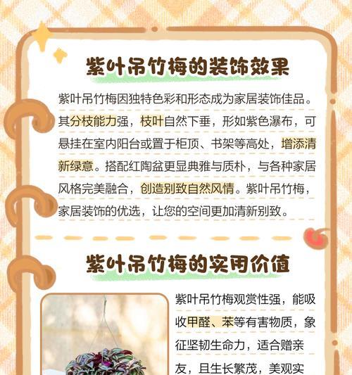 紫叶吊竹梅养殖需要注意什么？