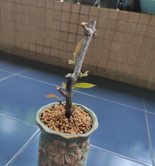老桩催芽有哪些快速方法？