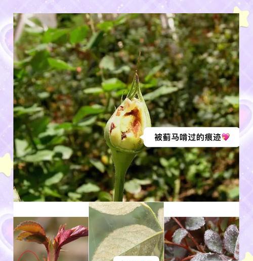 老桩催芽有哪些快速方法？