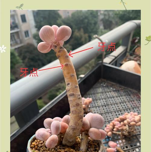老桩催芽有哪些快速方法？