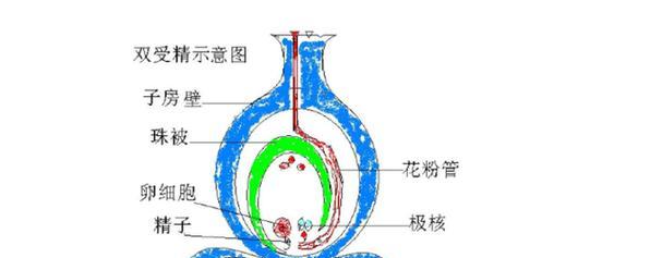 鱼儿受精方式是什么？