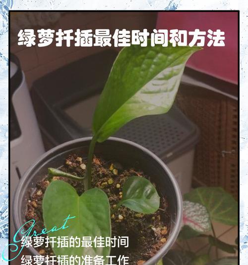 绿萝浇水的最佳时机是什么时候？