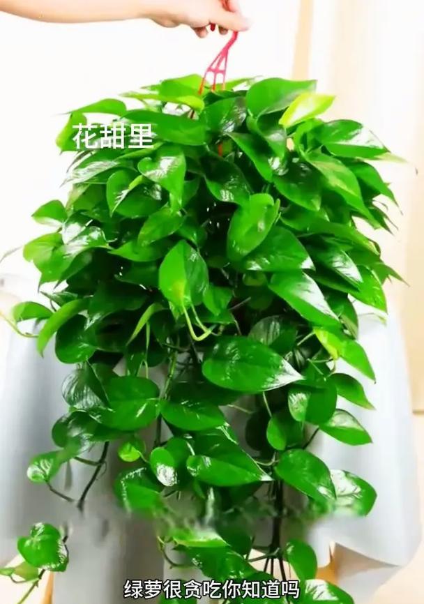 绿萝浇水的最佳时机是什么时候？