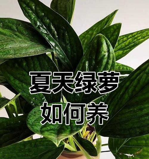 绿萝浇水的最佳时机是什么时候？