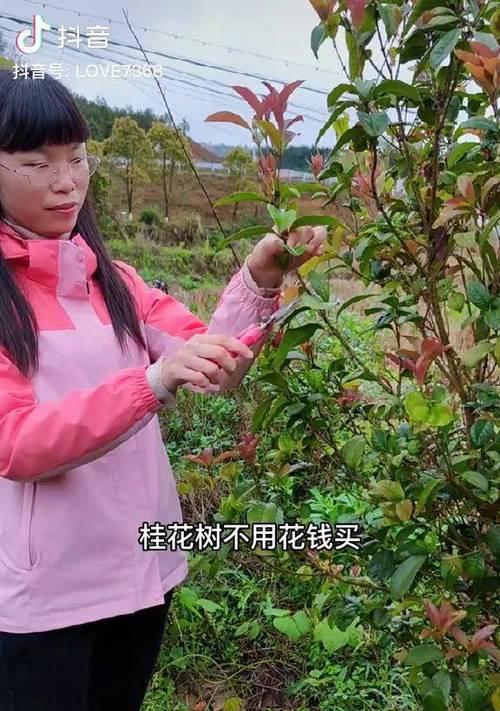 桂花树栽培与繁殖的全面方法是什么？