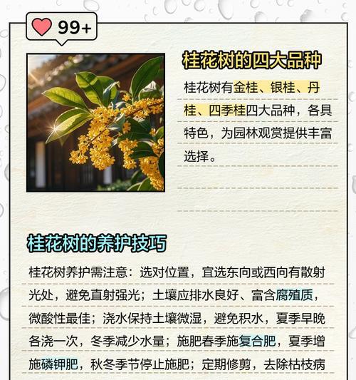 桂花树栽培与繁殖的全面方法是什么？