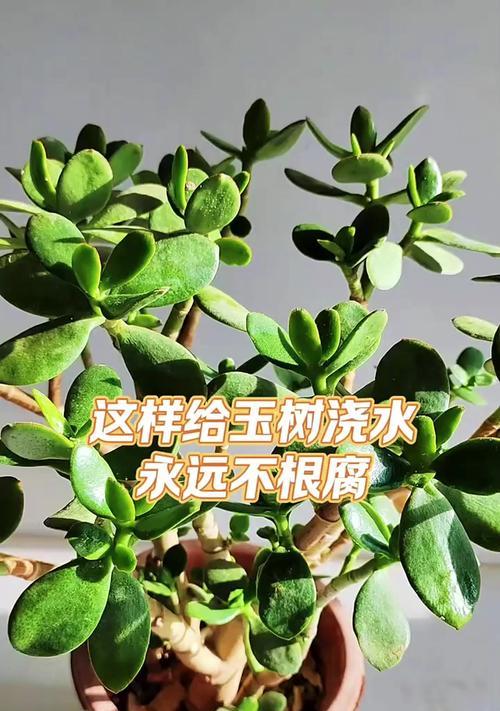 玉树养护与浇水指南有哪些要点？