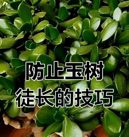玉树养护与浇水指南有哪些要点？