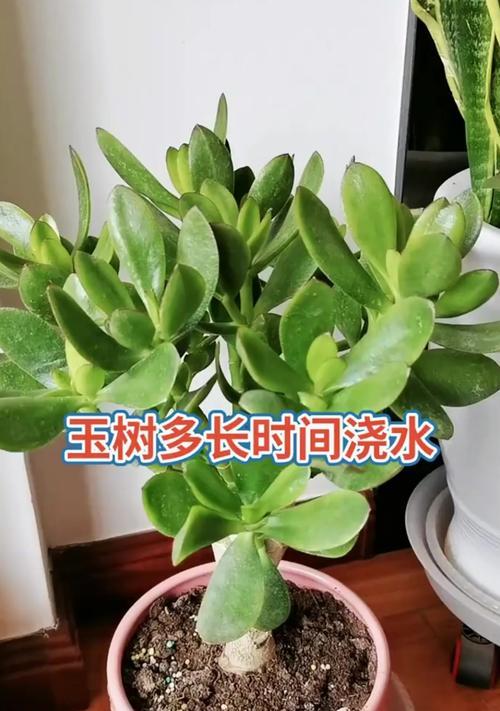 玉树养护与浇水指南有哪些要点？