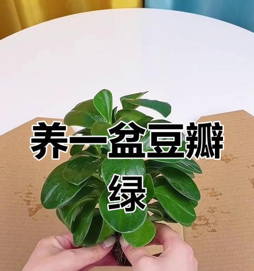 豆瓣绿冬天怎么养才能避免死亡？