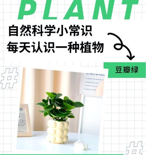 豆瓣绿冬天怎么养才能避免死亡？