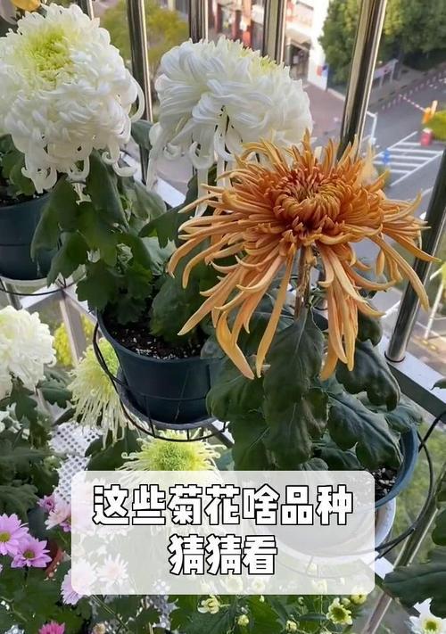 菊花的品种数量有多少？