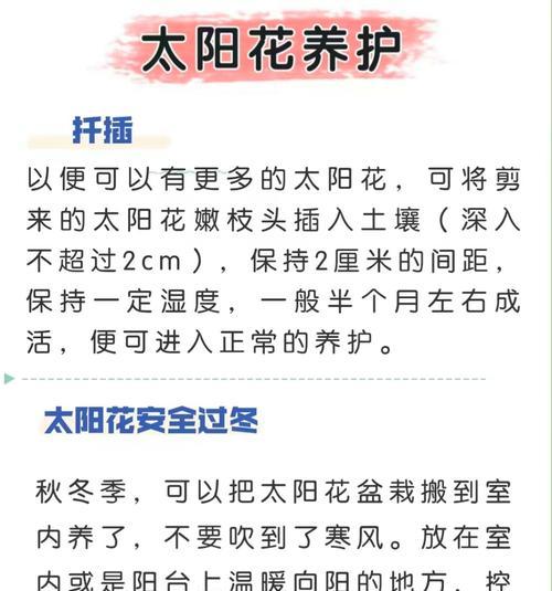 太阳花养护指南包括哪些内容？