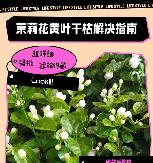 茉莉花养护指南有哪些实用技巧？