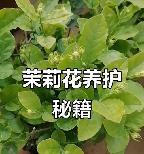 茉莉花养护指南有哪些实用技巧？