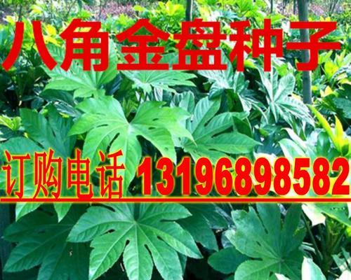 八角金盘的种子通常在几月份成熟？